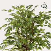 Ficus Liana Kunstplant (Vioolbladplant)