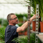 Areca palm - Ø19cm - ↕85cm Everspring