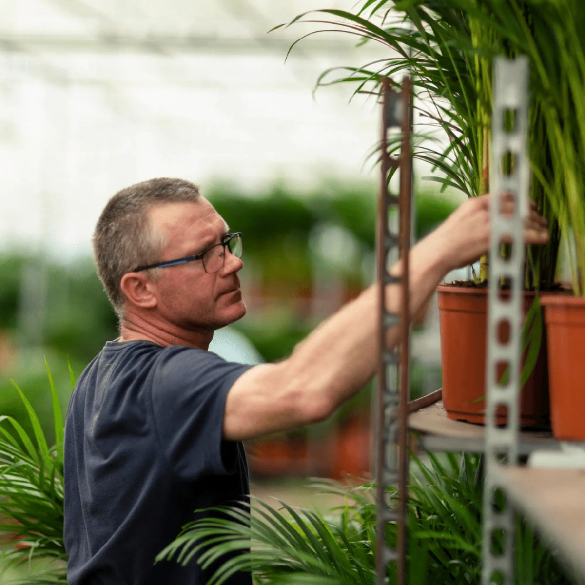 Areca palm - Ø19cm - ↕85cm Everspring