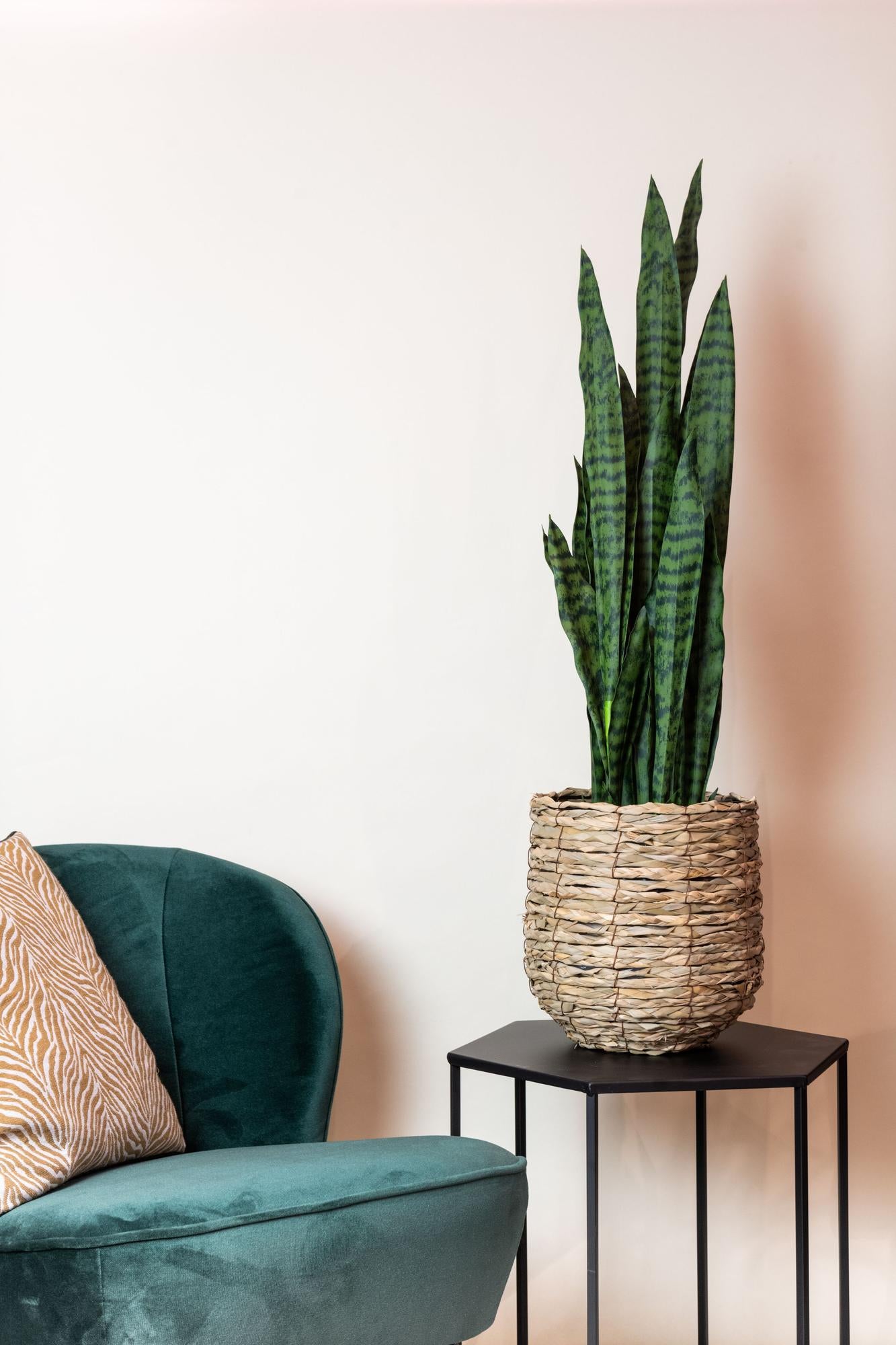 Sansevieria Black Coral Kunstplant (Vrouwentong)