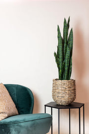 Sansevieria Black Coral Kunstplant (Vrouwentong)