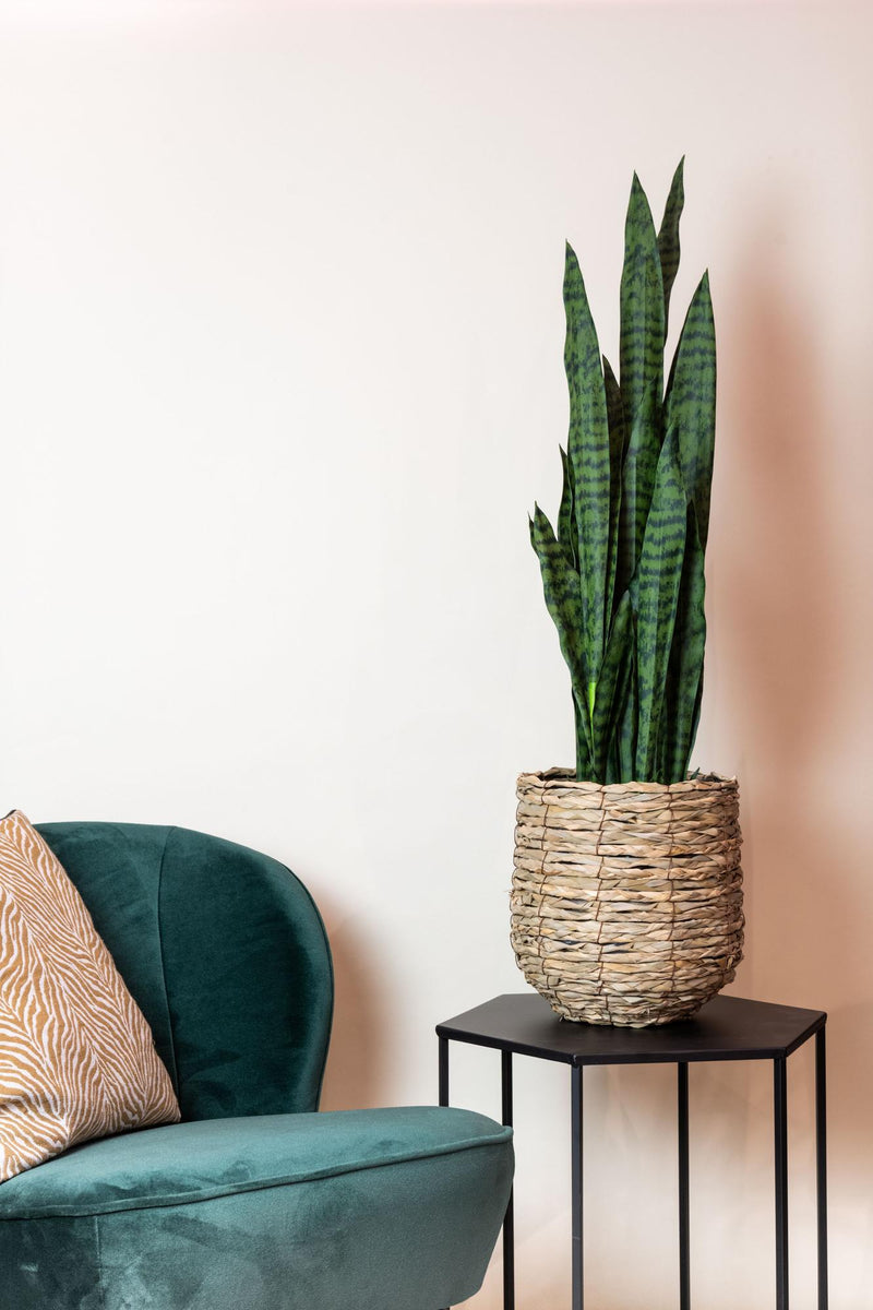 Sansevieria Black Coral Kunstplant (Vrouwentong)