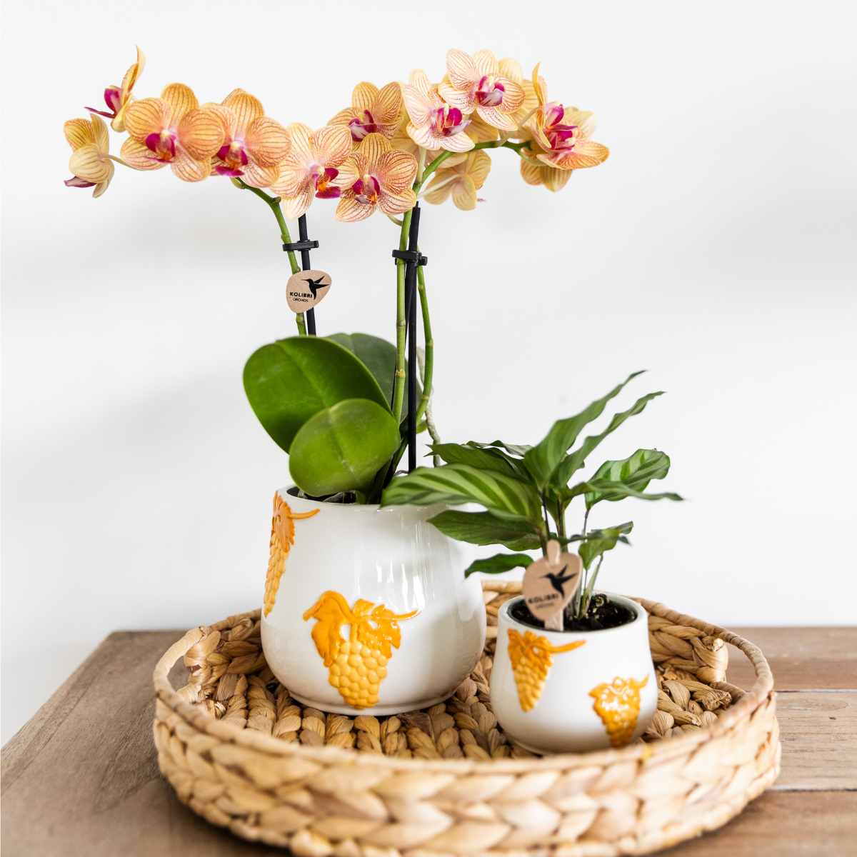 Kolibri Orchids Oranje Phalaenopsis Jamaica