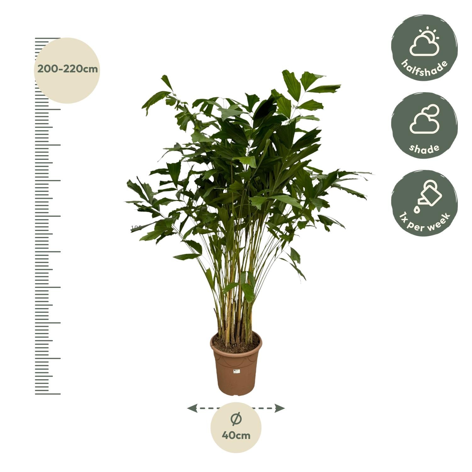 Caryota Mitis – Visgraatpalm