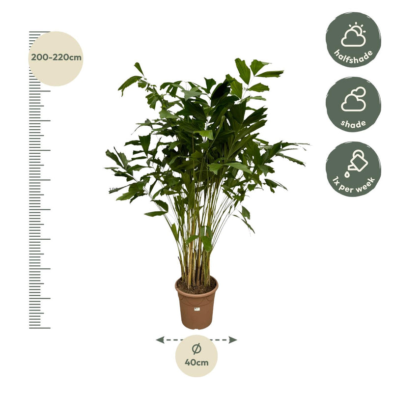 Caryota Mitis – Visgraatpalm