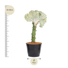 Euphorbia lactea Cristata wit