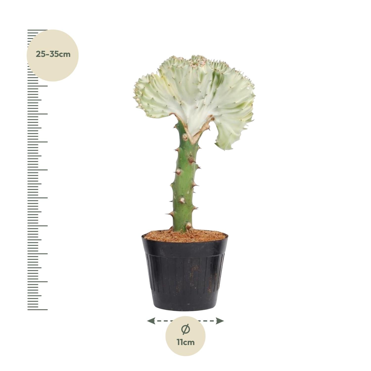 Euphorbia lactea Cristata wit