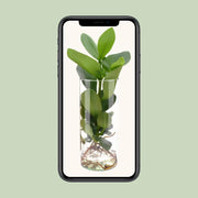Clusia in Cylinder Glas Everspring