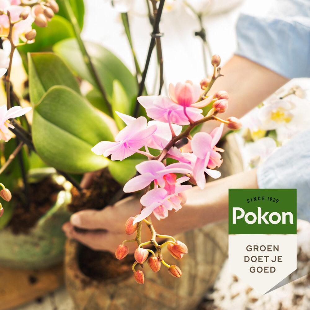 Pokon Bio Orchidee Voeding – 250ML