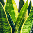 Sansevieria Laurentii – Inclusief Mand