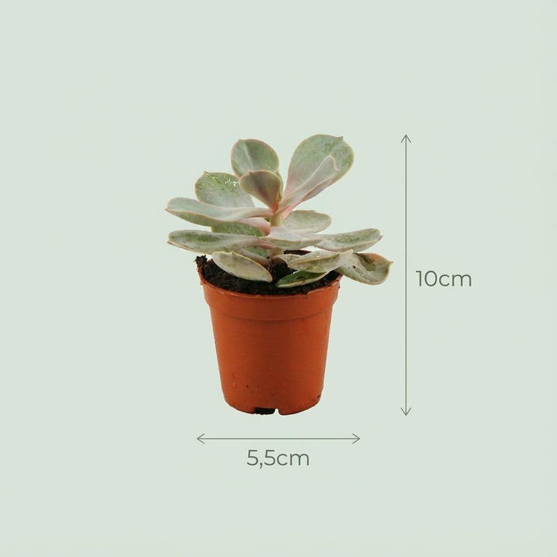 Mini Succulenten Mix – 12 Stuks in Terracotta Potten