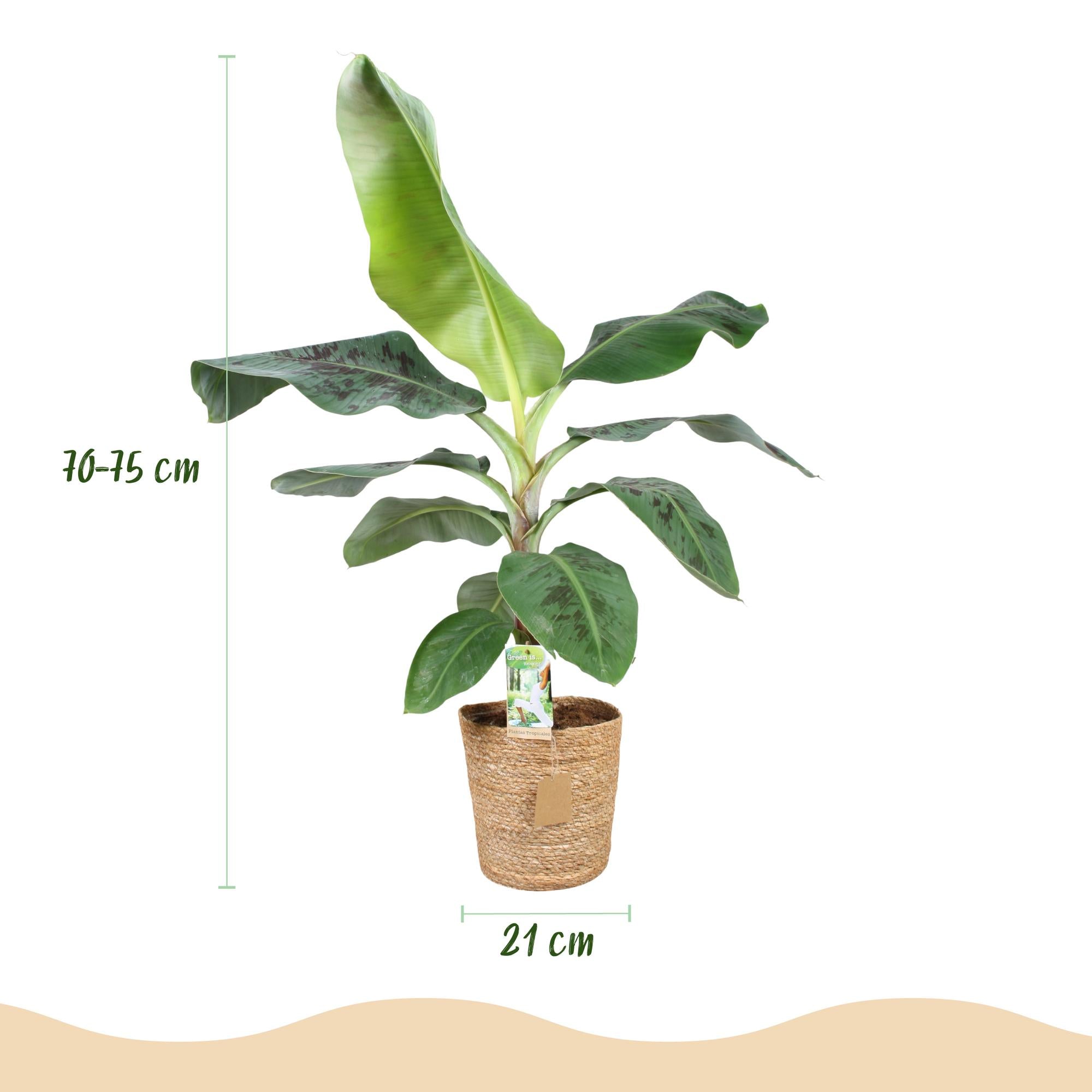 Musa Acuminata Dwarf Cavendish (Bananenplant) – Inclusief Mand