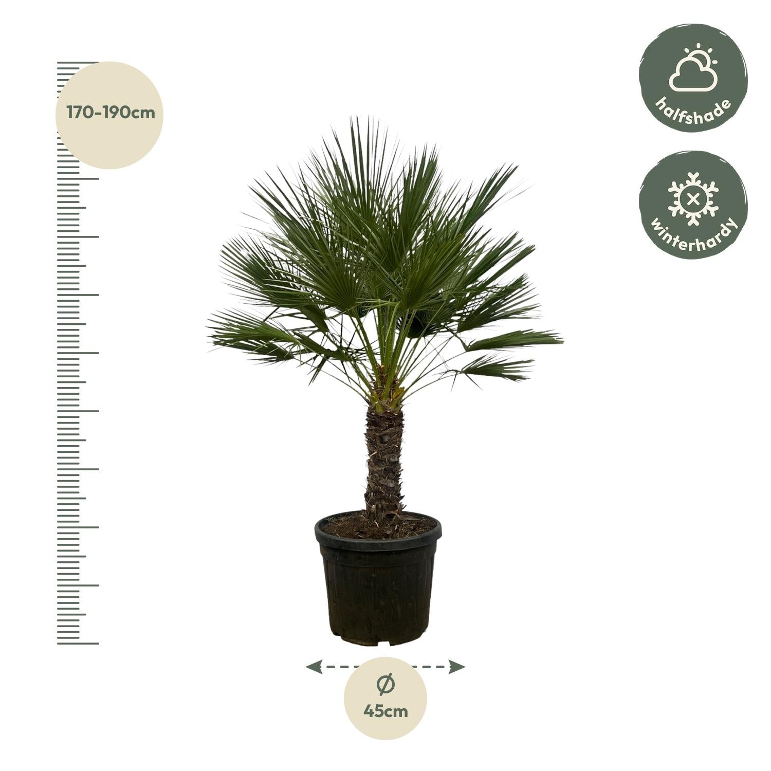 Chamaerops Humilis op stam