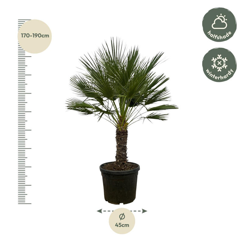 Chamaerops Humilis op stam