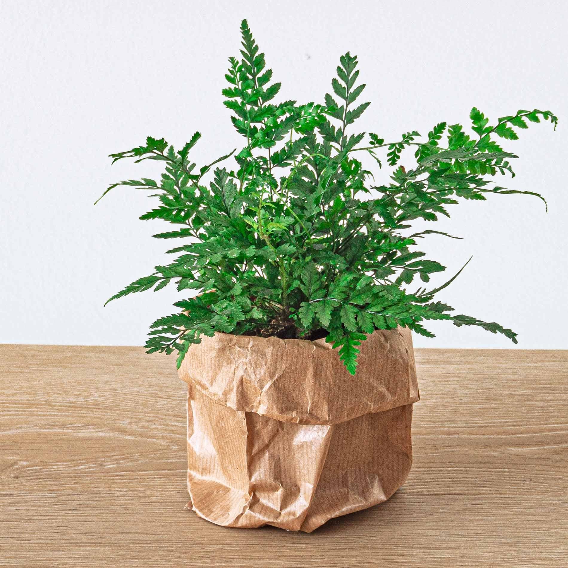 Athyrium spicatum Varen