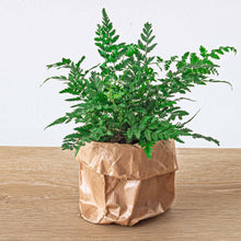 Athyrium spicatum Varen