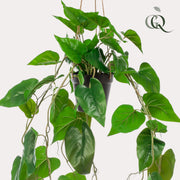 Philodendron Scandens (kunstplant)