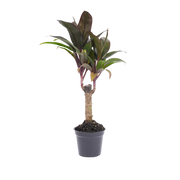 Cordyline fruticosa 'Purple Compacta' Everspring