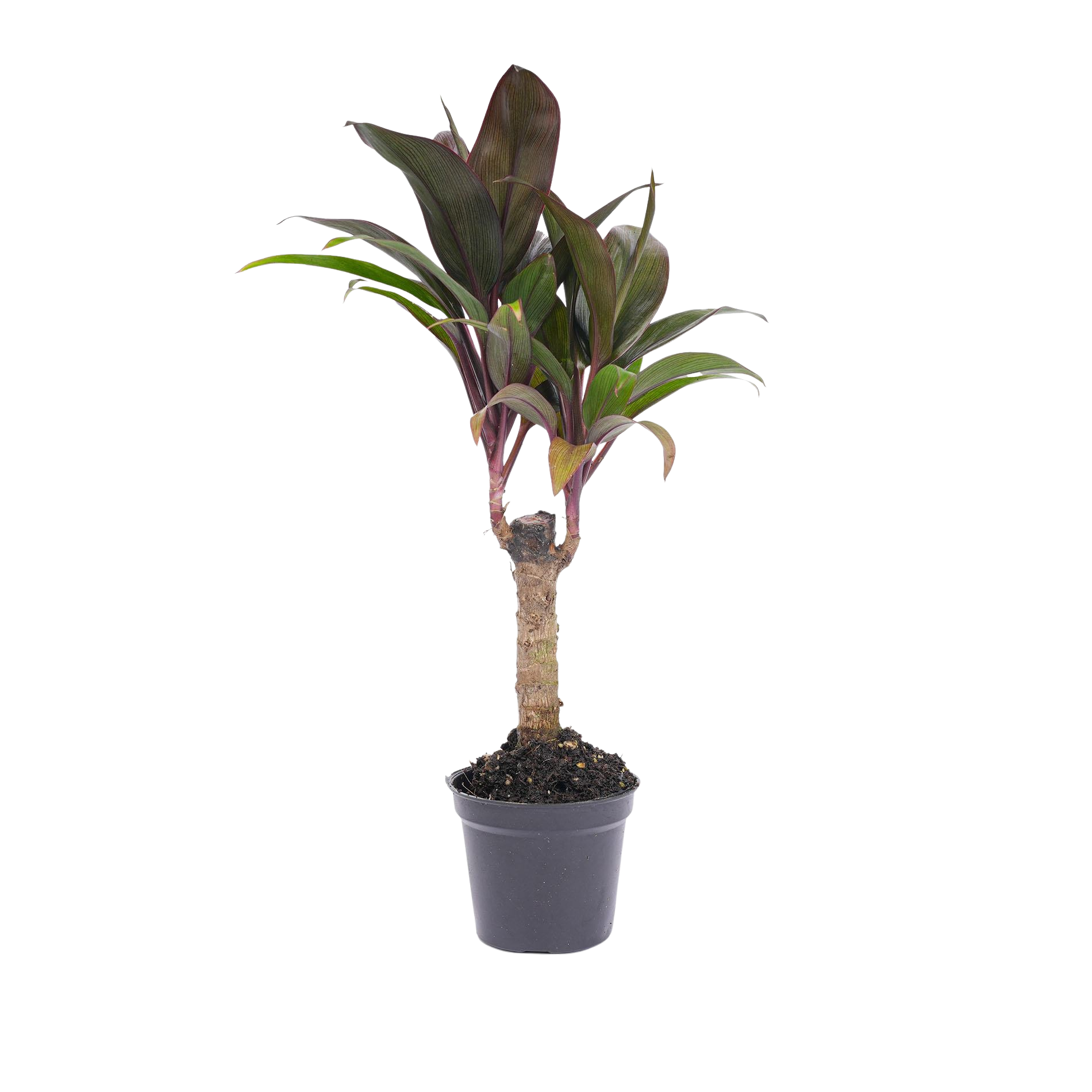 Cordyline fruticosa 'Purple Compacta'