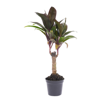Cordyline fruticosa 'Purple Compacta'
