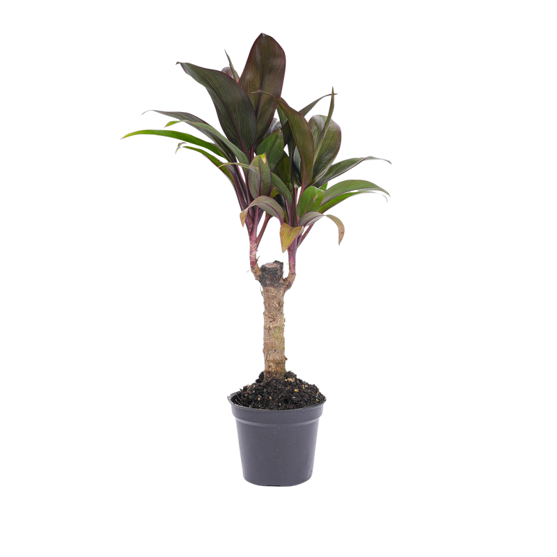 Cordyline fruticosa 'Purple Compacta'