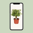 Ficus Benjamina ‘Kinky’