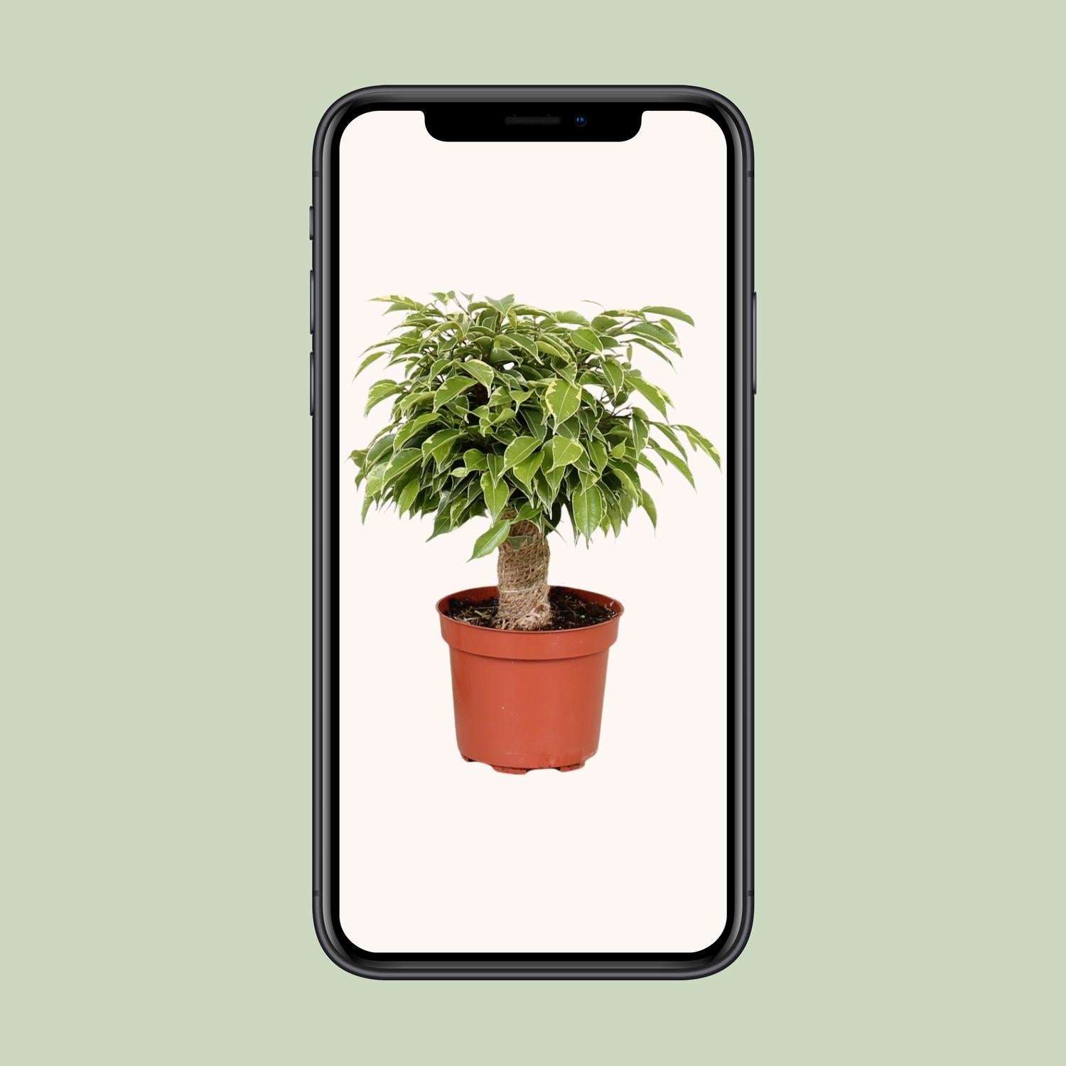Ficus Benjamina ‘Kinky’