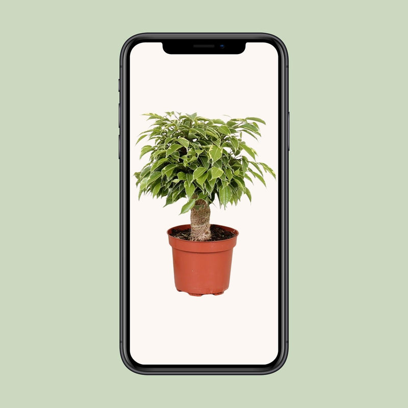 Ficus Benjamina ‘Kinky’