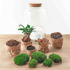 Sven Bonsai Terrarium