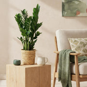 Zamioculcas (ZZ-plant) – Met Mand