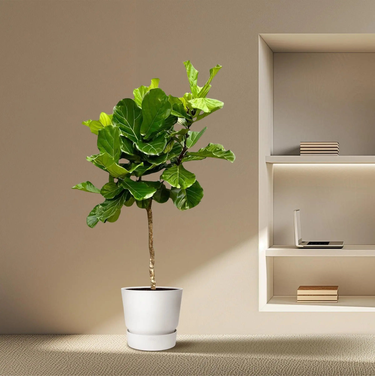 Ficus Lyrata Boom XXL Everspring