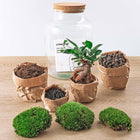 Milky met bonsai Terrarium