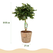 Schefflera Gold Capelle (Vingerboom) – Inclusief Mand