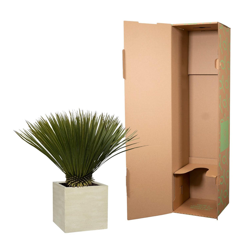 Yucca Rostrata