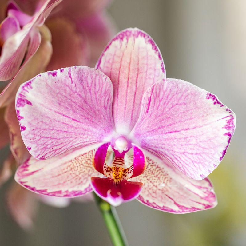 Kolibri Orchids Surprise Diamond – Verrassingsbox met 1 Diamond Orchidee
