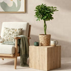 Schefflera Nora (Vingerboom) - Met Mand