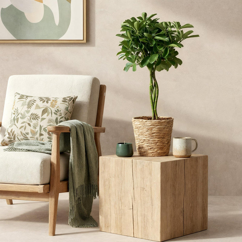Schefflera Nora (Vingerboom) - Met Mand