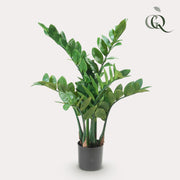 Zamioculcas Kunstplant (ZZ Plant)