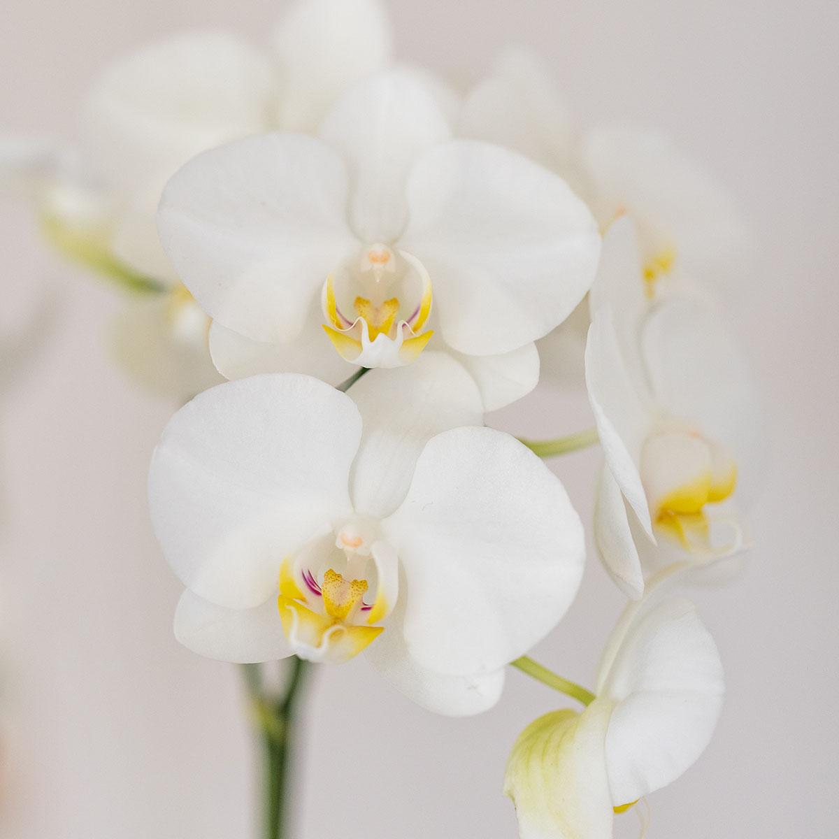 Kolibri Orchids – Witte Amabilis orchidee en succulent in Tube sierpot wit