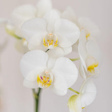 Kolibri Orchids – Witte Amabilis orchidee en succulent in Tube sierpot wit