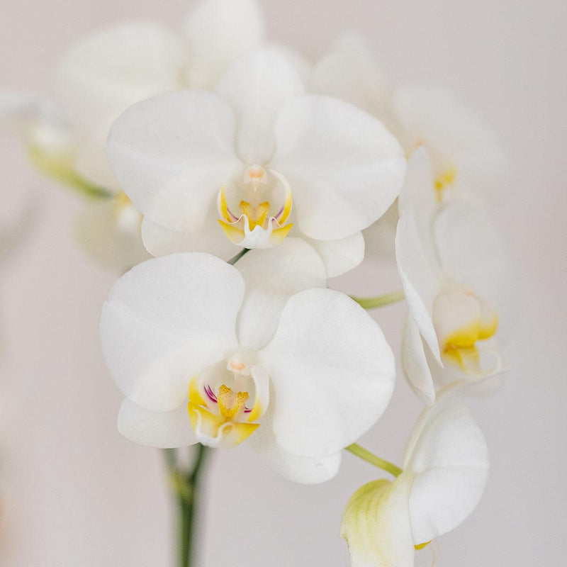 Kolibri Orchids – Witte Amabilis orchidee en succulent in Tube sierpot wit