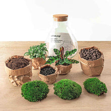 Sammie Terrarium