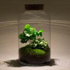 Milky Coffea met LED - Terrarium