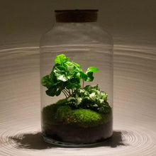 Milky Coffea met LED - Terrarium