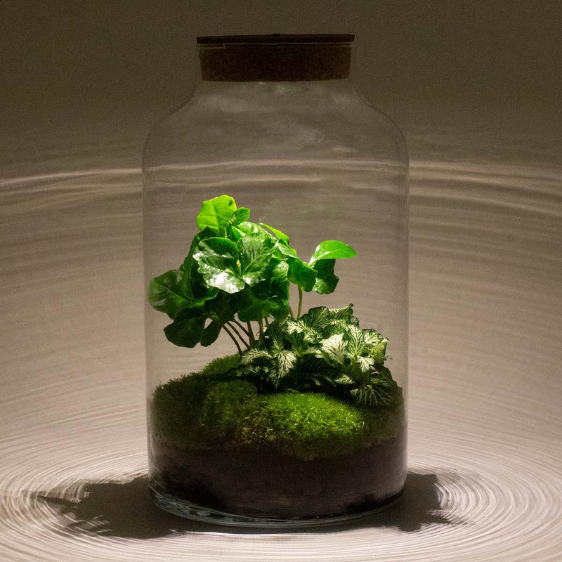 Milky Coffea met LED - Terrarium