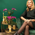 2× Phalaenopsis Morelia paars