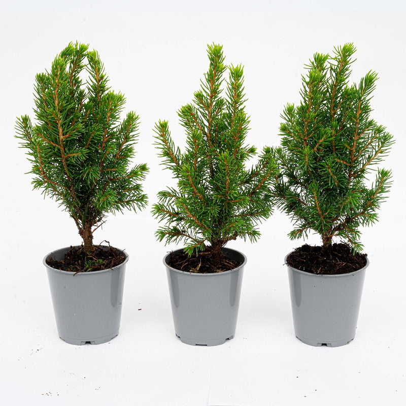 3x Mini-kerstboom Picea Glauca Perfecta