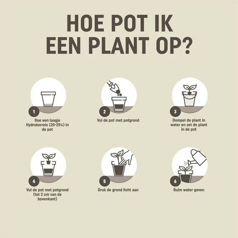 Pokon Cactus & Vetplant Potgrond – 5 Liter Everspring