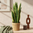 Sansevieria Laurentii – Inclusief Mand