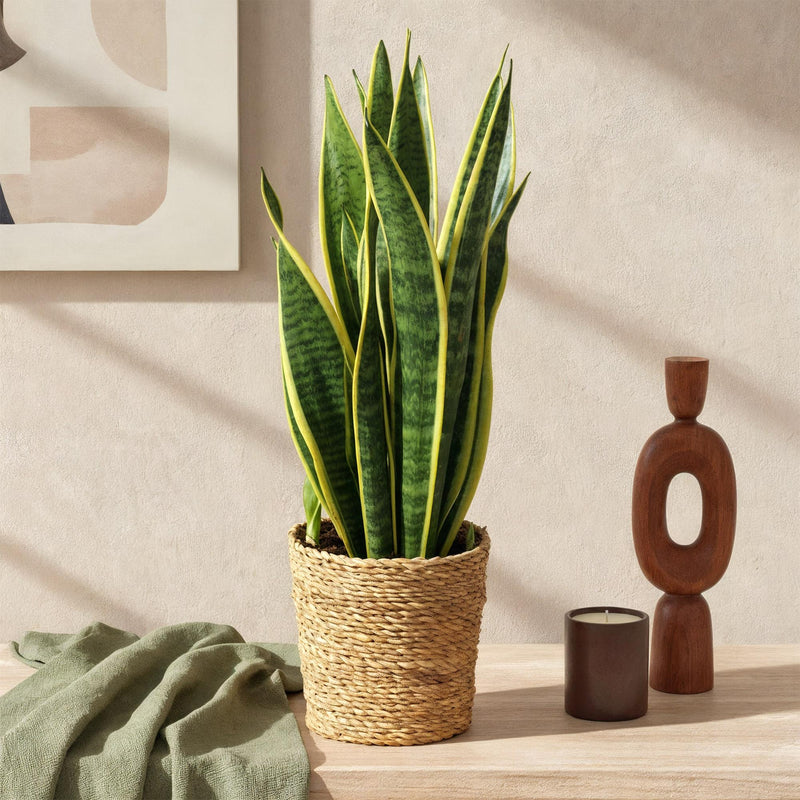 Sansevieria Laurentii – Inclusief Mand